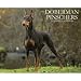 Just Doberman Pinschers 2012 Wall Calendar