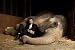 Water For Elephants 11x17 HD Photo Poster Movie #05