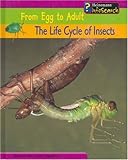 The life cycle of insects
