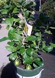 Eureka Lemon Tree, Five Gallon Container by Monrovia Growers