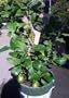 Eureka Lemon Tree, Five Gallon Container by Monrovia Growers