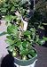 Eureka Lemon Tree, Five Gallon Container by Monrovia Growers