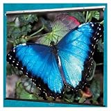 Matte White V Screen Manual Screen - 40 x 40 AV Format