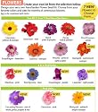 AeroGarden Custom Flower Seed Kits