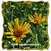 1 Oz Early Sunflower (Heliopsis helianthoides) Bulk Wildflower Seeds