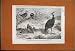 1863 PHILIPPINE PIGEONS PLUMED COLINS DERBYAN SCREAMER