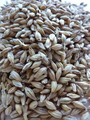 Organic Robust Barley 1 OZ ~500 seeds