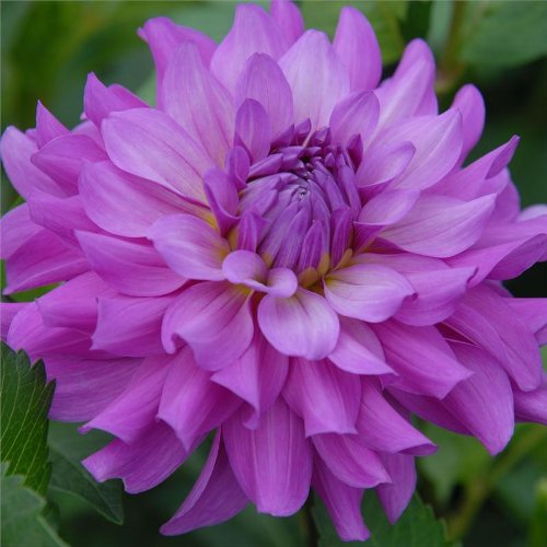 Blutiful Dahlia Flower Seeds 50 Stratisfied Seeds