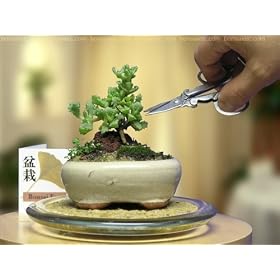 Indoor Starter's Bonsai - Mini Indoor Upright Tree Style Bonsai for Home or Office Desk