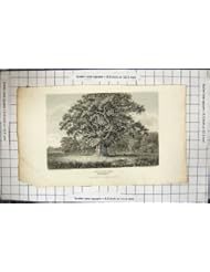 Home: Antique Print of Swilcar Oak Tree Needwood Forest Staffordshire Engraving 1807 - old-print