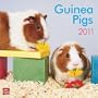 Guinea Pigs 2011 Square 12X12 Wall Calendar (Multilingual Edition)