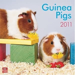 Guinea Pigs 2011 Square 12X12 Wall Calendar (Multilingual Edition) by BrownTrout Publishers Inc