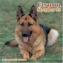 German Shepherds 2007 Wall Calendar