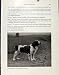 WELSH SPRINGER DOG PHOTO OLD PRINT HOUND PET c1940 ART