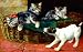 Got You! 550pc Jigsaw Puzzle by Bernard Cobb