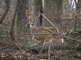 Wild Buck Anxiously Paws the Ground in Warning Photographic Poster Print by Stephen St. John, 24x18