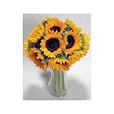 10 Premium Sunflowers