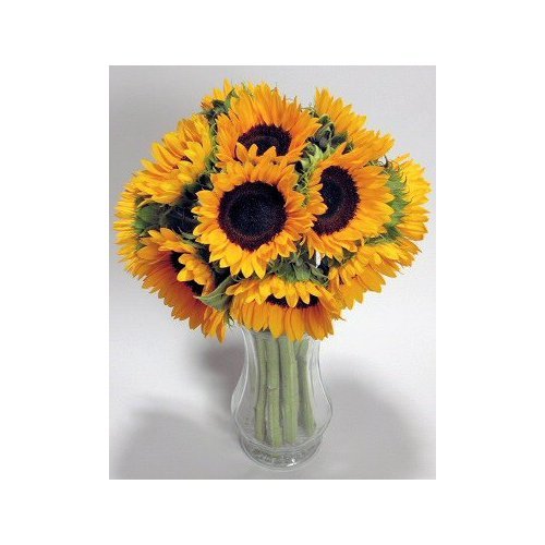 10 Premium Sunflowers