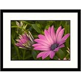 Great American Picture IS853149 Purple Daisy Framed Photograph