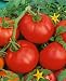 Ace 55 VF Tomato Seeds - Lycopersicon Esculentum - 0.5 Grams - Approx 150 Gardening Seeds - Vegetable Garden Seed