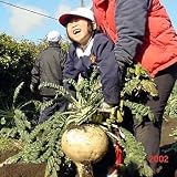 World &acute; s Largest Radish 20 Seeds - B000UV3WTA