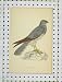C1850 Colour Print Montagu'S Harrier Bird Wild-Life