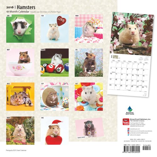 Hamsters 2016 Square 12x12 (Multilingual Edition)