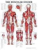 The Muscular System Anatomical Chart