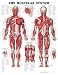 The The Muscular System Anatomical Chart