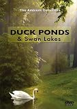 Duck Ponds & Swan Lakes