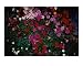 Blushing Petunia Mix Photographic Poster Print by Darlene Navor, 20x16