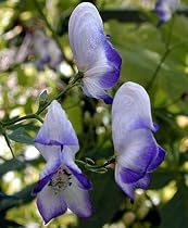 Bicolor English Monkshood - Aconitum -Shade- AGM WINNER