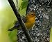 Prothonotary Warbler