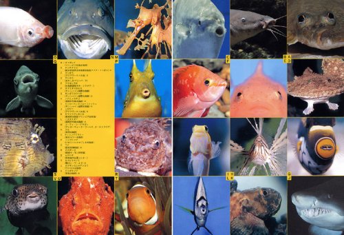 Cover image : 水族館で遊ぶ   全国水族館ガイド 104館完全紹介