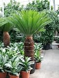 Eigenschaften Terrapalme  / Cycas revoluta - japanischer Palmfarm Topfbreite 30 cm / Pflanzenhöhe 100 cm mit Topf / Stamm