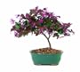 Brussel's DT8045FF Fringe Flower Bonsai