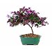 Brussel's DT8045FF Fringe Flower Bonsai