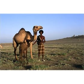 photographie Afar camel herder with adult and young camel. est disperible en (L x H): 30 x 20 cm ...