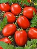 518%2BPzZe14L. SL160  Viva Italia Hybrid Tomato Seeds   Lycopersicon Esculentum   0.2 Grams   Approx 70 Gardening Seeds   Vegetable Garden Seed