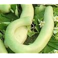 Hercules War Club 15 Seeds/Cucuzzi/Gourd/Squash-Veggie