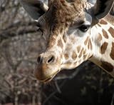 Fun with Giraffes (Series - Animal facts, fun trivia, and readers)