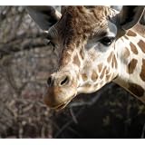 Fun with Giraffes (Series - Animal facts, fun trivia, and readers) ~ Sherrie Giddens