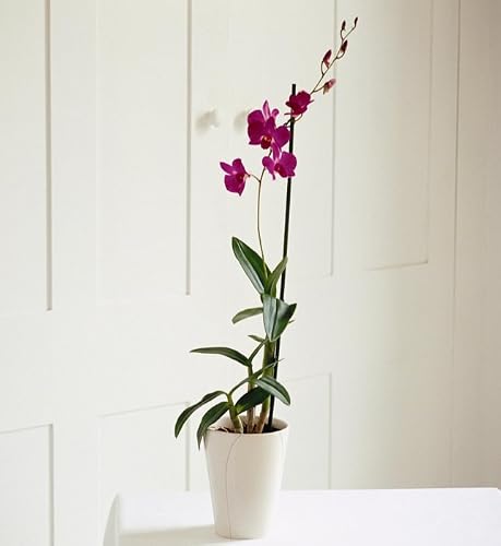 Double Orchid