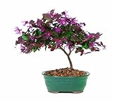 Brussel's DT8045FF Fringe Flower Bonsai