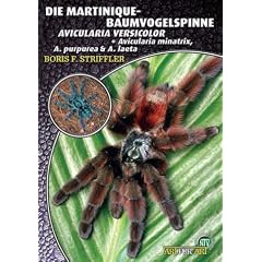 Die Martinique-Baumvogelspinne: Avicularia versicolor