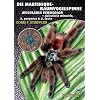 Die Martinique-Baumvogelspinne: Avicularia versicolor
