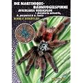 Die Martinique-Baumvogelspinne: Avicularia versicolor