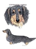 Dachshund - Double Image by Cindy Farmer, Longhair