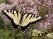 Female Tiger Swallowtail Butterfly Sipping Joe-Pye Weed Nectar Photographic Poster Print by George Grall, 12x16