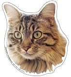 Maine Coon Cat Magnet